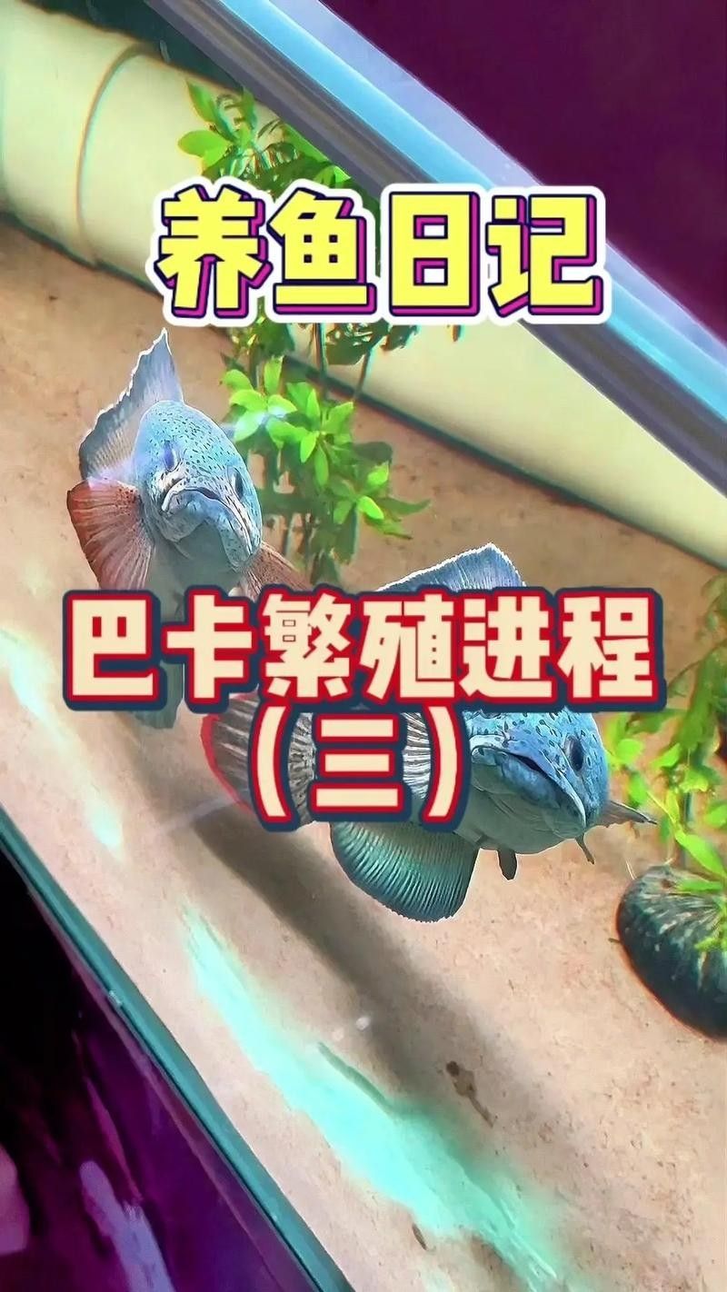 巴卡雷龍魚混養推薦