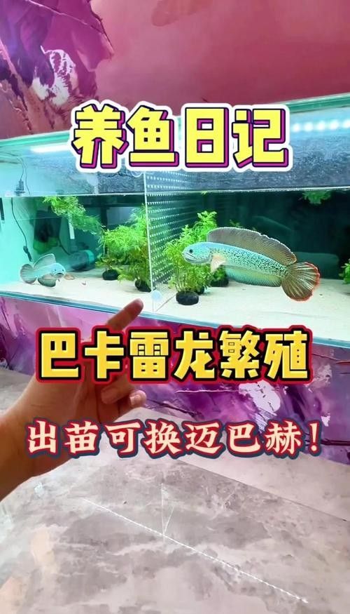 巴卡雷龍魚混養推薦