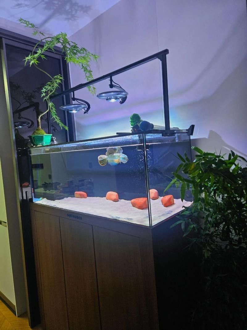 巴卡雷龍魚混養推薦
