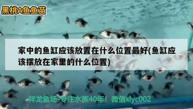 懷化哪里有水族館_(懷化哪里有水族館)