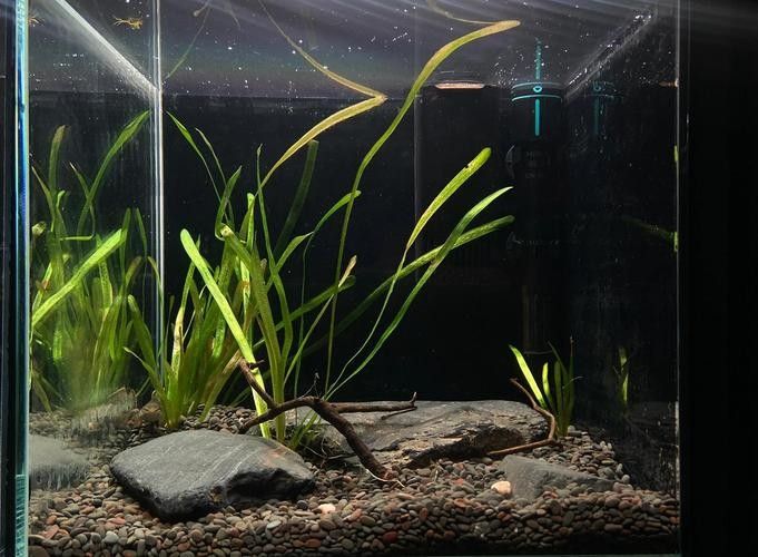 給我一些龍魚缸白底黑背景的設(shè)計(jì)靈感