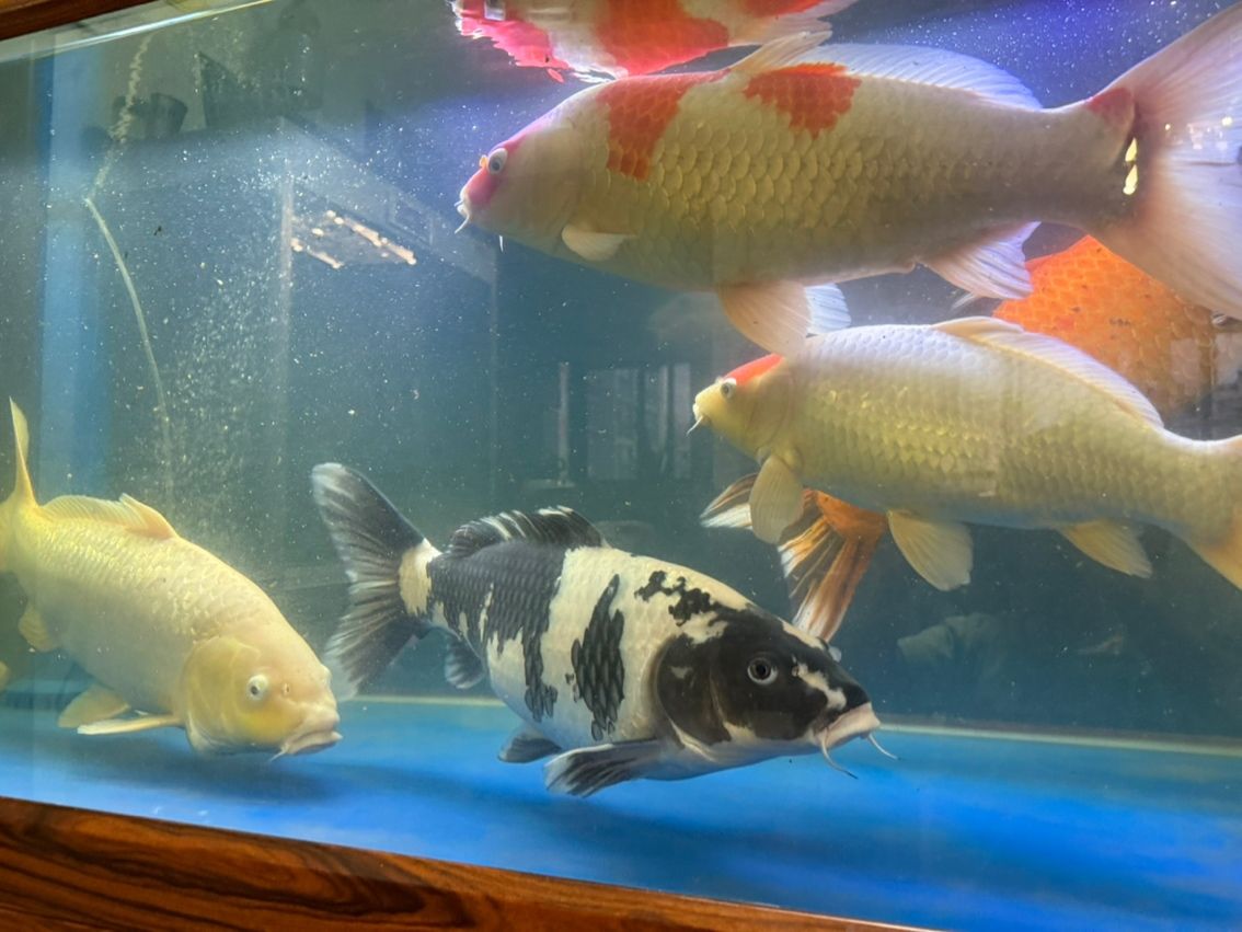 拍一張（人工智能、量子計(jì)算、生物技術(shù)）