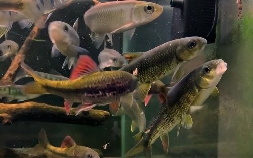 金龍魚飼料變質(zhì)后還能喂嗎？
