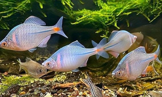 金龍魚飼料變質(zhì)后還能喂嗎？