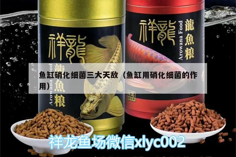 魚缸硝化細菌三大天敵（魚缸用硝化細菌的作用）