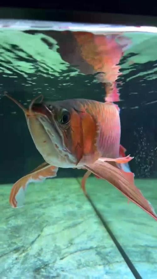 商河哪個水族館龍魚好？祥龍魚場龍魚（商河祥龍魚場龍魚價格如何？）