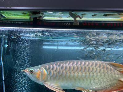恐龍魚怎樣養(yǎng)殖最好看（養(yǎng)殖恐龍魚的注意事項(xiàng)） 恐龍魚怎樣養(yǎng)殖最好看（養(yǎng)殖恐龍魚的注意事項(xiàng)） 觀賞魚百科 第2張