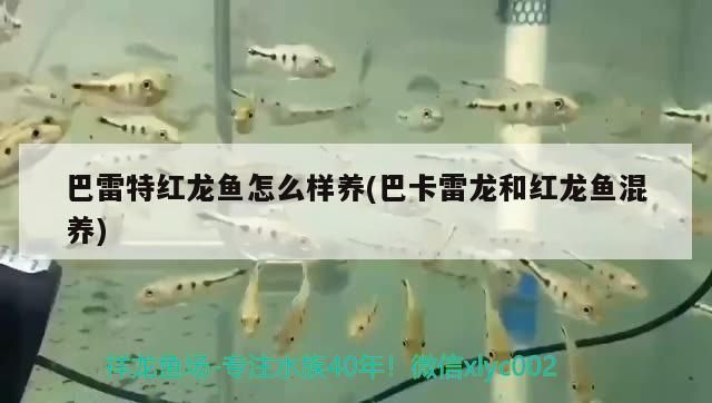 巴雷特紅龍魚怎么樣養(巴卡雷龍和紅龍魚混養)