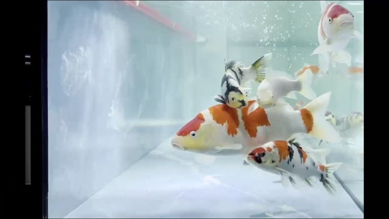 又到了開(kāi)缸放魚(yú)時(shí)(中國(guó)水族館“開(kāi)缸”的重要性及其對(duì)魚(yú)類生活的影響) 龍魚(yú)論壇 又到了開(kāi)缸放魚(yú)時(shí)(中國(guó)水族館“開(kāi)缸”的重要性及其對(duì)魚(yú)類生活的影響) 又到了開(kāi)缸放魚(yú)時(shí)(中國(guó)水族館“開(kāi)缸”的重要性及其對(duì)魚(yú)類生活的影響) 龍魚(yú)論壇