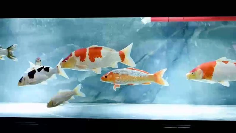 魚缸養(yǎng)錦鯉洗棉火葬場