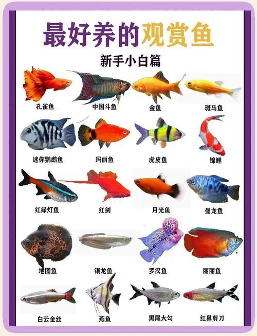 哪種魚更適合新手飼養