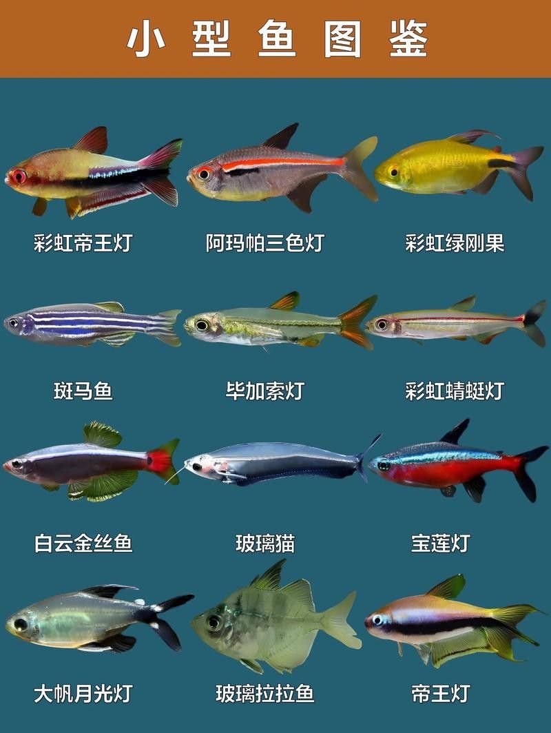 哪種魚更適合新手飼養