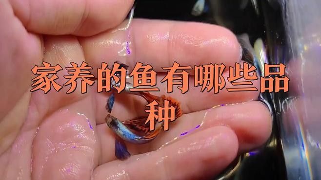 哪種魚更適合新手飼養