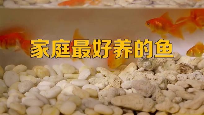 哪種魚更適合新手飼養