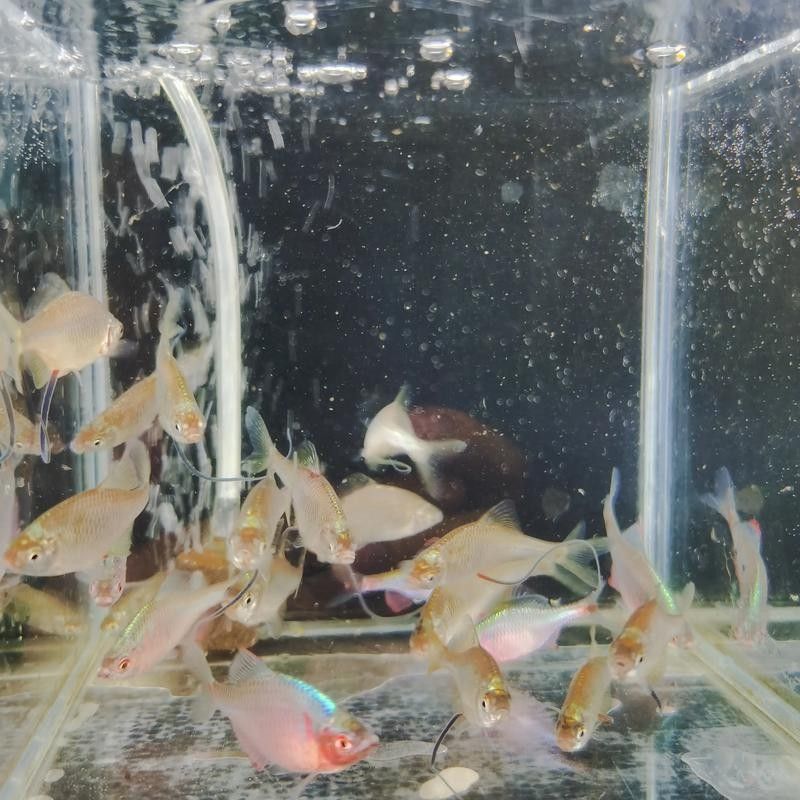 哪種魚更適合新手飼養