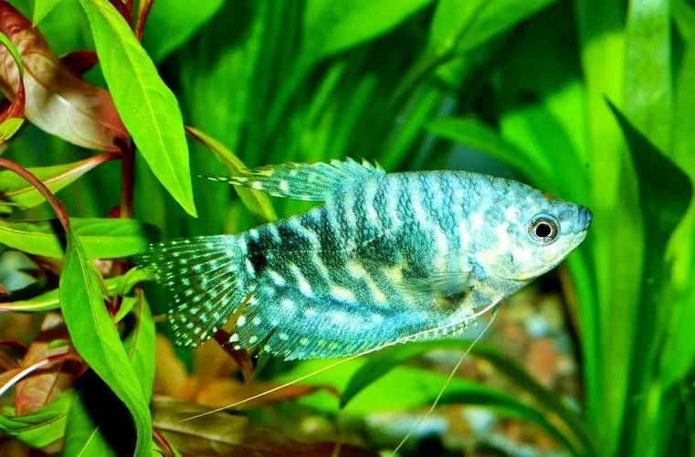 哪種魚更適合新手飼養