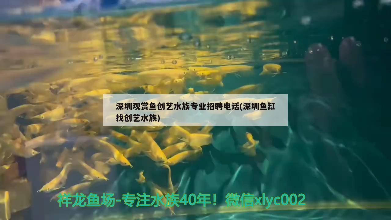 <strong><mark>深圳</mark></strong>觀賞魚創藝水族專業招聘電話(<strong><mark>深圳</mark></strong>魚缸找創藝水族)