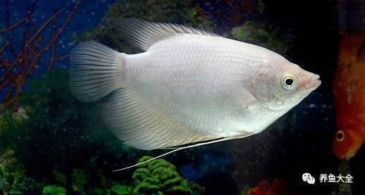 如何減少招財魚和龍魚的沖突 如何減少招財魚和龍魚的沖突 龍魚百科 第3張