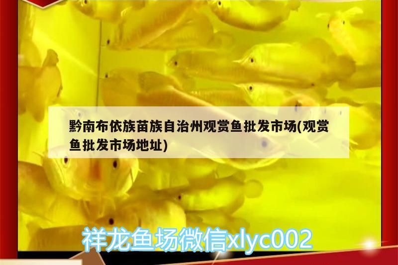 黔南布依族苗族自治州觀賞魚批發市場(觀賞魚批發市場地址)（南南布依族苗族自治州觀賞魚批發市場）