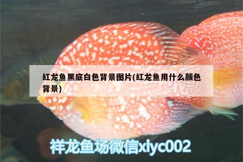 鸚鵡魚和銀龍魚混養怎樣喂食 紅龍魚怎么看年齡多大(紅龍魚出生有多大) 觀賞魚百科 紅龍魚怎么看年齡多大(紅龍魚出生有多大) 紅龍魚怎么看年齡多大(紅龍魚出生有多大) 觀賞魚百科