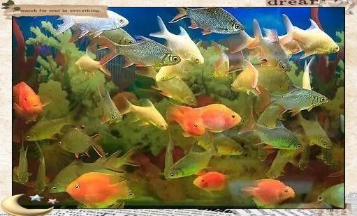 金龍魚缸背景紙多久換一次 金龍魚缸背景紙多久換一次 龍魚百科 第1張