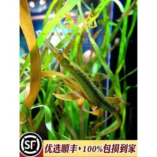 淡水海龍魚需要多大的魚缸？（海龍魚的大小應(yīng)該根據(jù)以下幾個(gè)因素來(lái)確定魚缸大小）