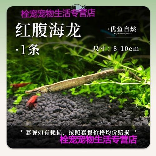 淡水海龍魚需要多大的魚缸？（海龍魚的大小應該根據以下幾個因素來確定魚缸大小） 淡水海龍魚需要多大的魚缸？（海龍魚的大小應該根據以下幾個因素來確定魚缸大?。?龍魚百科 第1張