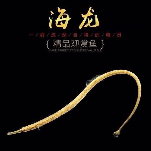 淡水海龍魚需要多大的魚缸？（海龍魚的大小應(yīng)該根據(jù)以下幾個(gè)因素來(lái)確定魚缸大小）