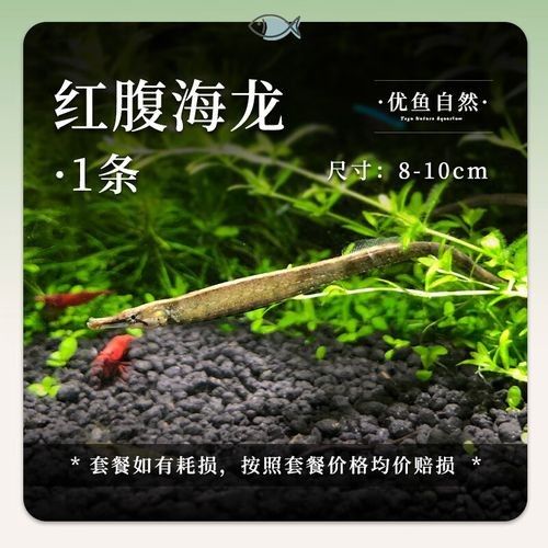 淡水海龍魚需要多大的魚缸？（海龍魚的大小應該根據以下幾個因素來確定魚缸大小） 淡水海龍魚需要多大的魚缸？（海龍魚的大小應該根據以下幾個因素來確定魚缸大?。?龍魚百科 第7張
