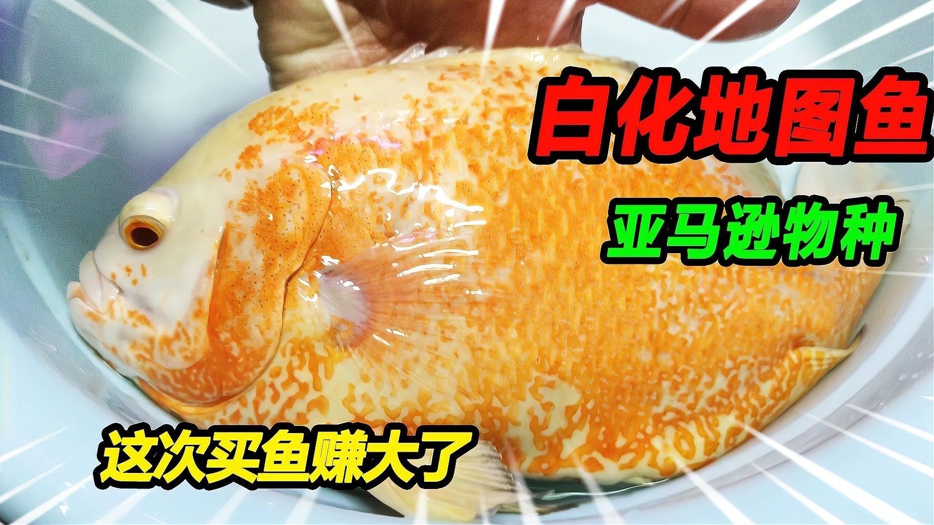 龍魚和地圖魚能混養(yǎng)嗎？（魚和地圖魚能否混養(yǎng)，龍魚和地圖魚能和什么魚一起養(yǎng)會比較好） 龍魚和地圖魚能混養(yǎng)嗎？（魚和地圖魚能否混養(yǎng)，龍魚和地圖魚能和什么魚一起養(yǎng)會比較好） 龍魚百科 第3張