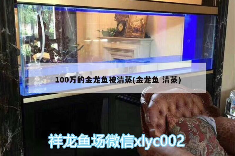 100萬的金龍魚被清蒸(金龍魚清蒸) 100萬的金龍魚被清蒸(金龍魚清蒸) 觀賞魚百科