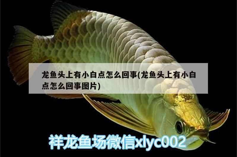 龍魚(yú)頭上有小白點(diǎn)怎么回事(龍魚(yú)頭上有小白點(diǎn)怎么回事圖片)