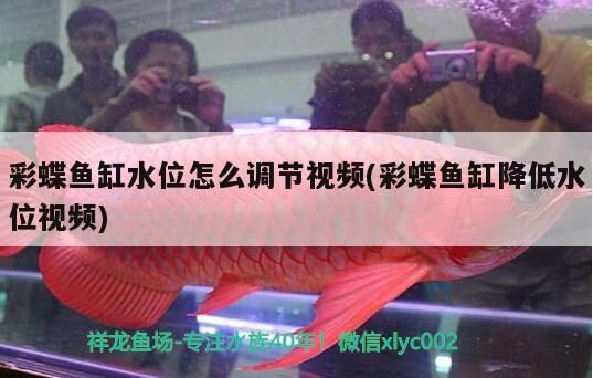 彩蝶魚缸水位怎么調節視頻(彩蝶魚缸降低水位視頻) 彩蝶魚缸水位怎么調節視頻(彩蝶魚缸降低水位視頻) 觀賞魚百科