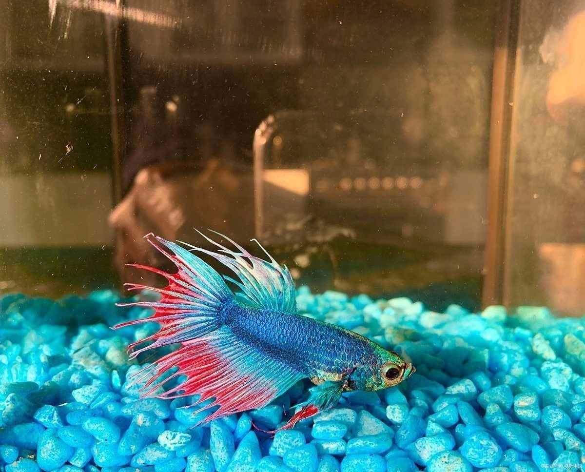 如何判斷古龍魚是否懷孕？（古龍魚懷孕的識別方法可以通過觀察其行為和生理變化來進行）