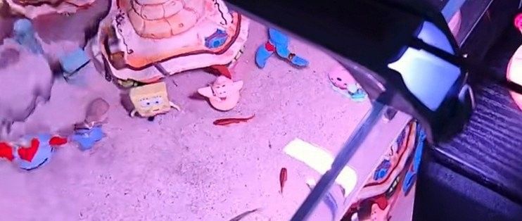 哪種品牌紅龍魚增色燈效果最好（紅龍魚增色燈品牌效果分析及推薦，紅龍魚增色燈品牌推薦） 哪種品牌紅龍魚增色燈效果最好（紅龍魚增色燈品牌效果分析及推薦，紅龍魚增色燈品牌推薦） 龍魚百科 第7張