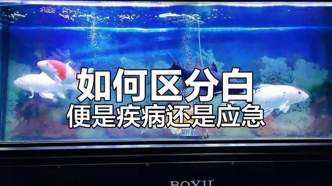 龍魚拉白便多久會死