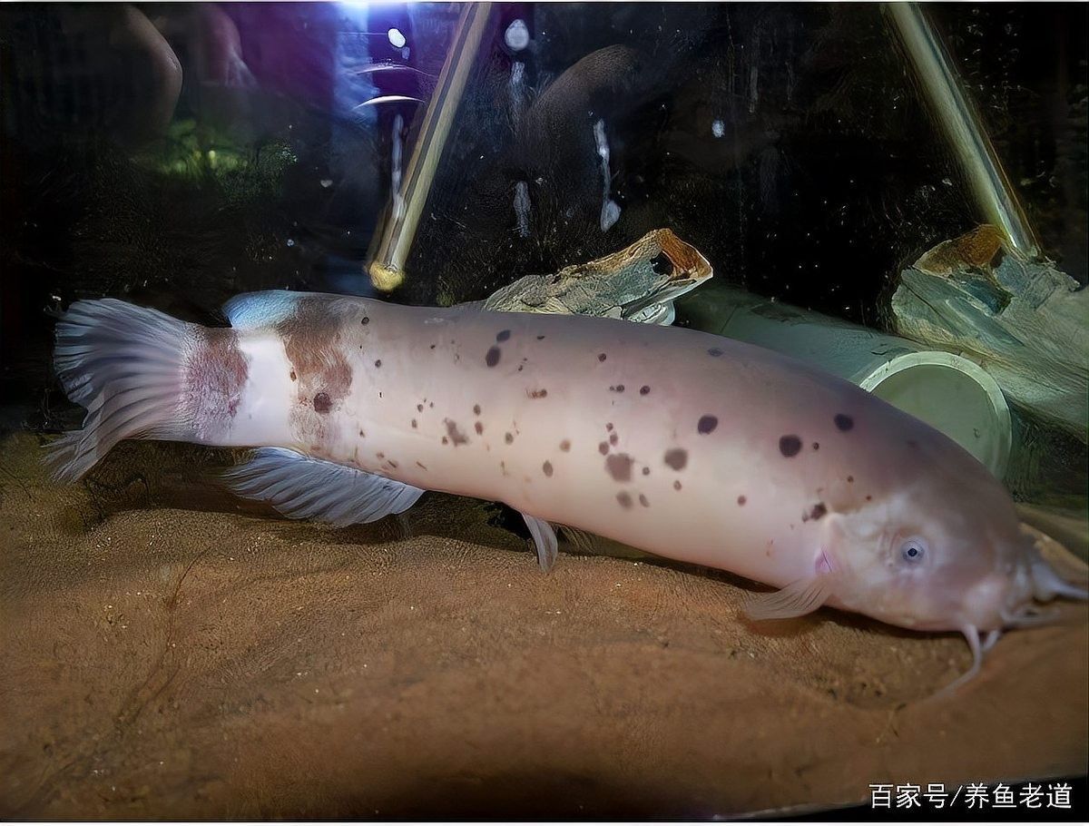 龍魚拉白便多久會死