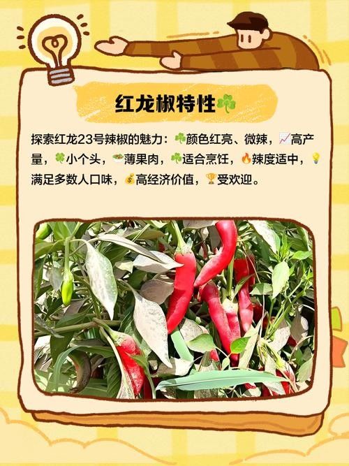 給我一些紫艷辣椒紅龍的圖片參考