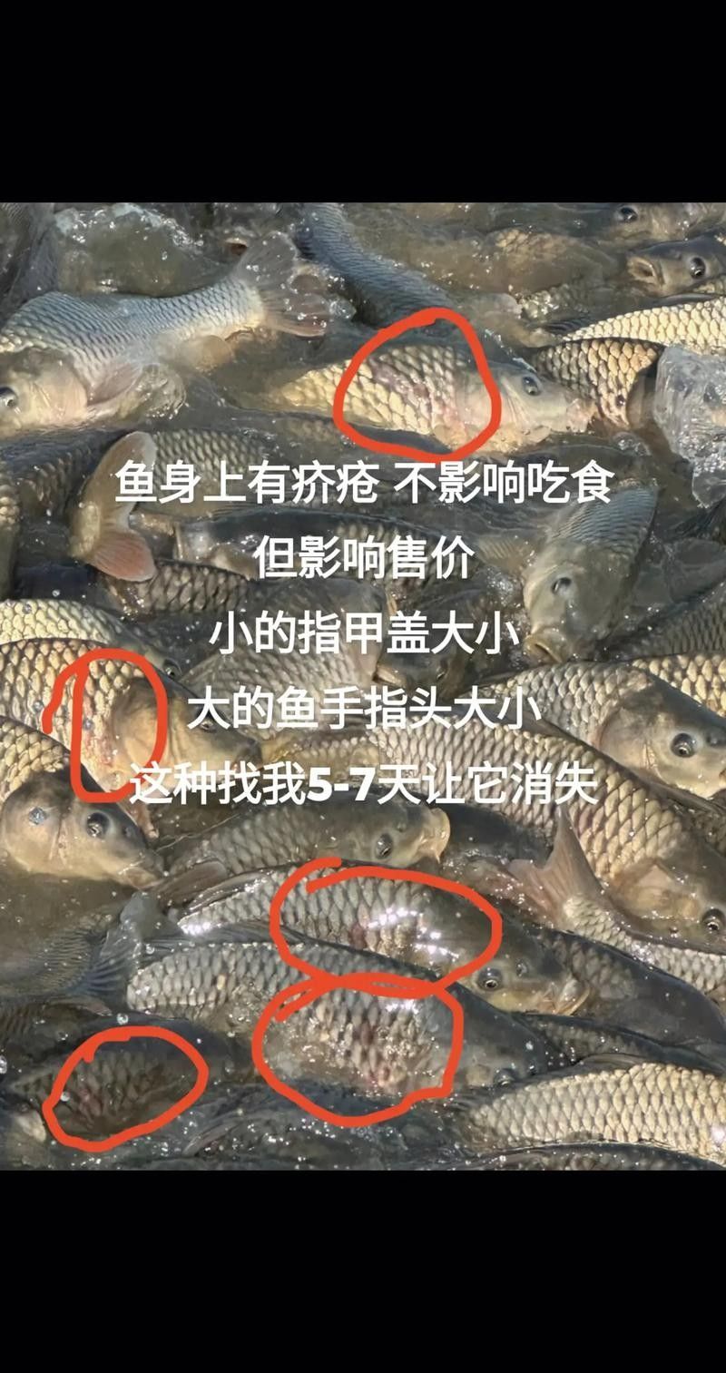 如何預(yù)防紅龍魚出現(xiàn)黑點(diǎn)？（如何預(yù)防紅龍魚出現(xiàn)黑點(diǎn)）