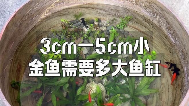 火龍魚和金魚混養需要多大的魚缸 火龍魚和金魚混養需要多大的魚缸 龍魚百科 第2張