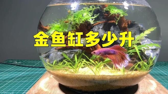 火龍魚和金魚混養需要多大的魚缸 火龍魚和金魚混養需要多大的魚缸 龍魚百科 第1張