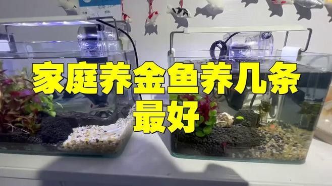 火龍魚和金魚混養需要多大的魚缸 火龍魚和金魚混養需要多大的魚缸 龍魚百科 第5張