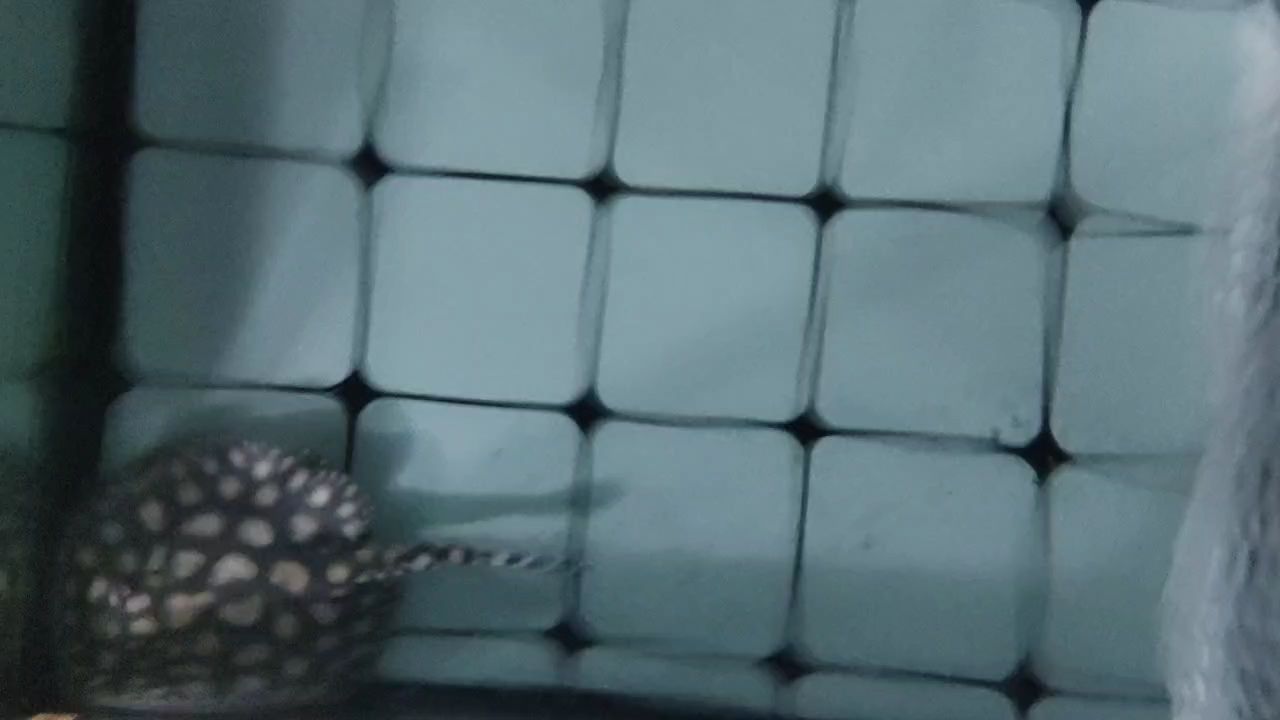 欣賞一下，滿盤大白點 欣賞一下，滿盤大白點 龍魚論壇