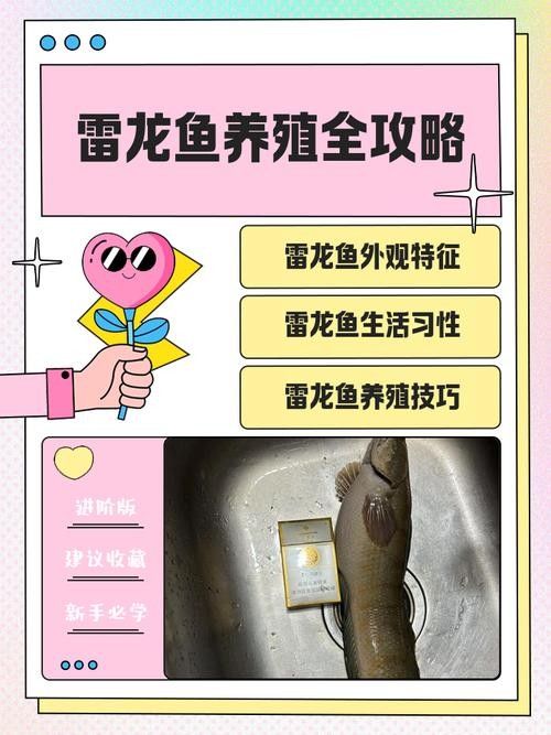 如何預防雷龍魚黑斑（如何預防雷龍魚的黑斑病）