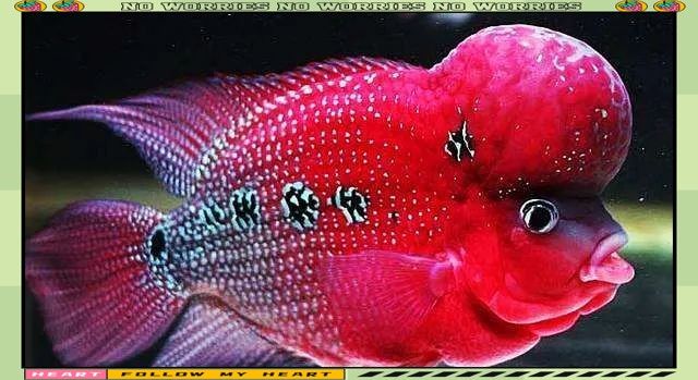 如何預防雷龍魚黑斑（如何預防雷龍魚的黑斑病）