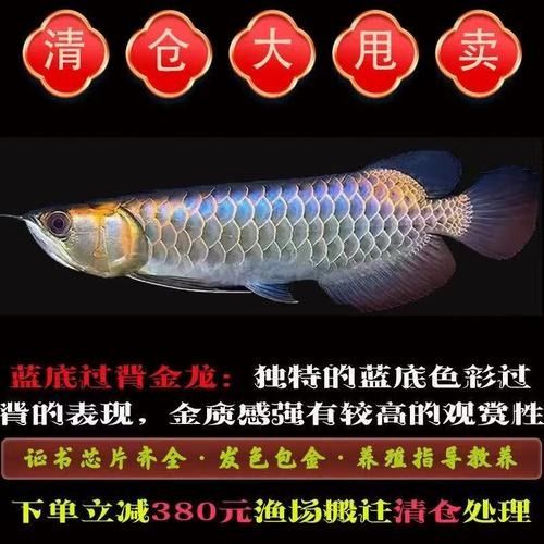 哪里可以購買到藍背金龍魚 哪里可以購買到藍背金龍魚 龍魚百科 第8張