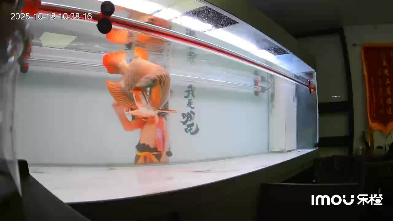 開始上色（探索色彩的奧秘） 開始上色（探索色彩的奧秘） 龍魚論壇