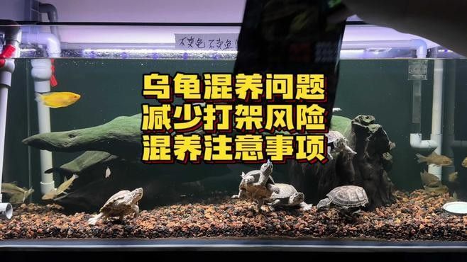 混養(yǎng)時(shí)如何避免打斗？（養(yǎng)寵物時(shí)如何避免打斗）
