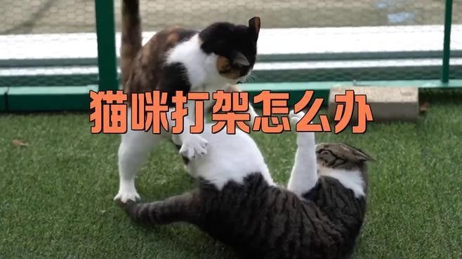混養(yǎng)時(shí)如何避免打斗？（養(yǎng)寵物時(shí)如何避免打斗）