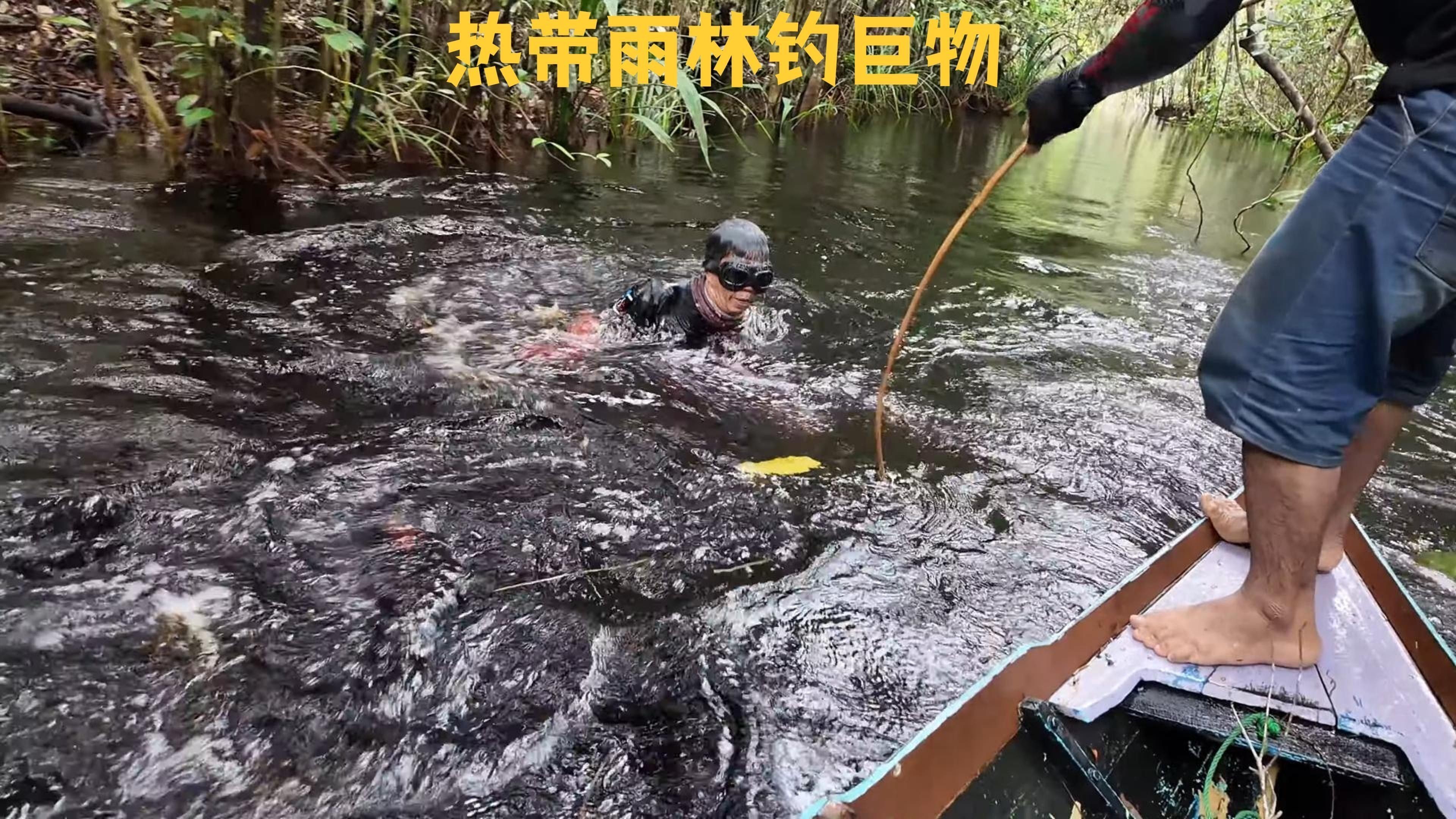 雷龍魚缸中哪種工具魚最合適？